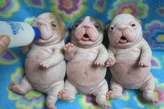 Drobné zvieratá, ktoré vyčaria úsmev.