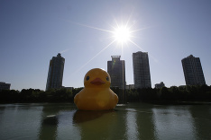 Obria gumená kačička je atrakciou Soulu.