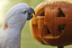 Zeppy z americkej zoo sa už nevie dočkať Halloweenu.