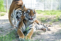 Zákonom chránené tigre