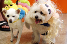 Na Halloween  sa pripravujú aj zvieratká