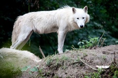 Vlk arktický