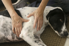 Aj pes potrebuje relax