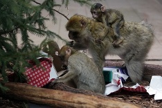 Vianoce v košickej zoo