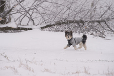 So zimou sa trápia aj štvornohí kamaráti 