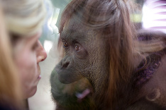 Orangután Sandra