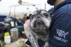 Američania zachránili 60 psíkov