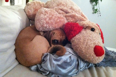 V takejto zime sa radšej schovajte, aj zvieratá sa skrývajú.