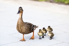 Kačka s káčatkami