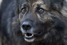 Tento psík dostal od súdu zákaz štekať