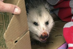 Malá vačica nakúka z krabice