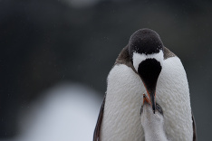 Tučniaky Gentoo Tučniaky Gentoo