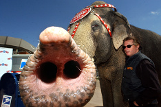 Život slona v cirkuse