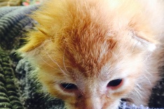 Zachránené mačiatka