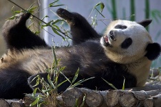 Dobrú chuť v podaní pandy