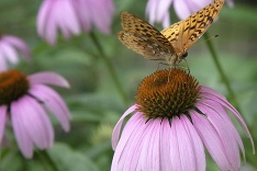 Nádherné jarné kvety