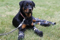 Psík sa učí chodiť s protézami