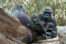 Newyorská ZOO má dva nové prírastky