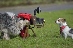 Netradiční chlpáči