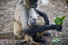 Mláďatko si užíva teplú náruč