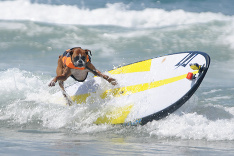 Štvornohí surfisti