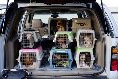 Zachránené čivavy