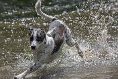 Aj chlpáči musia bojovať s horúčavami