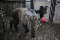 Nezvyčajné kamarátstvo