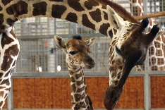 ZOO v Dallase má nový prírastok :)