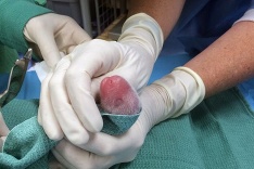 Práve narodená panda