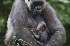 Gorilia matka