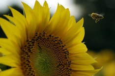 Včela v slnečnicovom poli