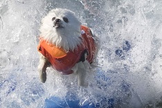 Ziggy, profesionálny surfista