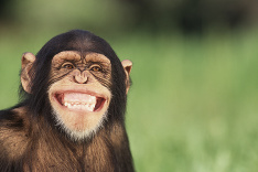 Dnes je Svetový deň ochrany zvierat!