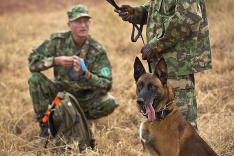 Psí pomocník v Afrike