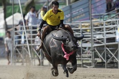 Preteky na býkoch