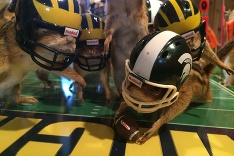 Už aj veveričky športujú