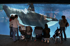 Kalifornskí ochranári podnikajú kroky proti zabíjaniu veľrýb
