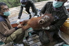 V Indonézii zachraňovali orangutany