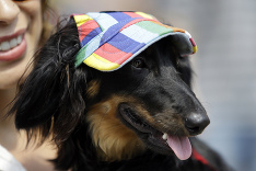 Veselí štvornohí kamaráti