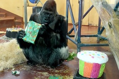 Gorila oslavovala svoje narodeniny