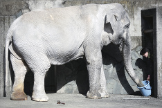 Japonsko sa hrdí 69-ročným slonom Hanakom.