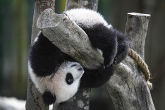 Šesťmesačnej pande sa v ZOO v Kuala Lumpur darí