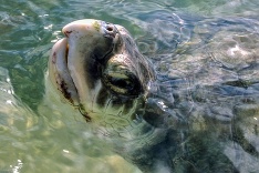 Korytnačka z Kajmanských ostrovov