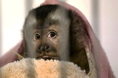 Kapucínska opička