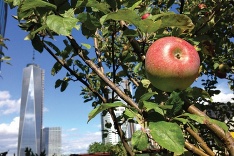 Jabloň v New Yorku