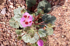 Aj Údolie smrti v Kalifornii ponúka krásny kúsok prírody.