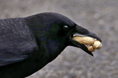 Havran je prichystaný na raňajky