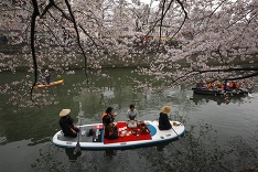 Plavba pod rozkvitnutou čerešňou