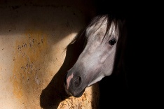 Kôň v stajni